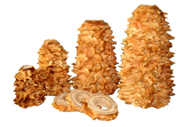 sękacz